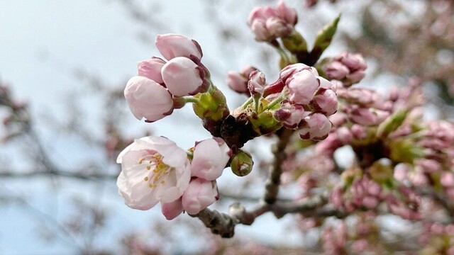 【速報】桜前線　北海道に上陸　松前町が「サクラの開花」を発表　去年より5日遅く平年より11日早い サムネイル