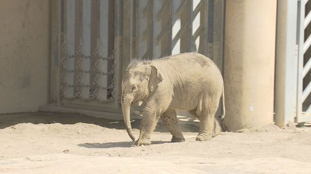 赤ちゃんゾウのタオ　初めての「日向ぼっこ」体重も110kg→462kgへ　札幌市円山動物園 サムネイル