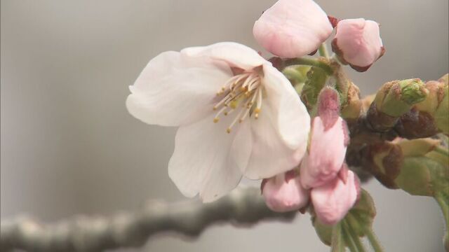 「桜前線　北海道上陸！」松前町　サクラの開花を発表　松前公園にあるソメイヨシノに5輪以上の花咲く サムネイル