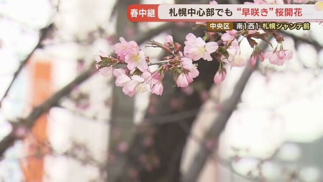 札幌の桜も咲いた？気象台の桜ではありませんが、例年早くところをチェックすると…