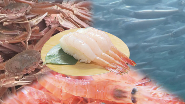 回転寿司店も悲鳴　イワシやオオズワイガニ大漁の一方でエビ不漁　かつて日本一誇った水揚げ量も減り続け… サムネイル