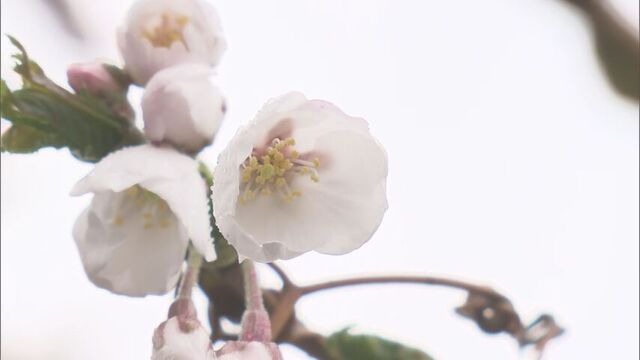 【速報】札幌でソメイヨシノが開花　観測史上2番目に早い開花発表…平年より13日早く　 サムネイル