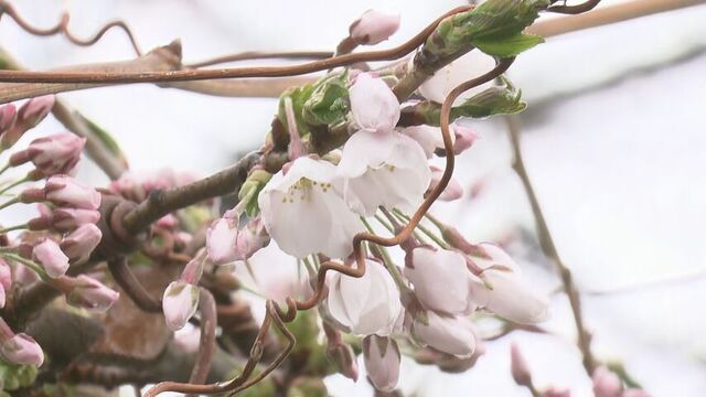 桜前線が札幌にも…札幌管区気象台がサクラの開花を発表　観測史上2番目の早さ サムネイル