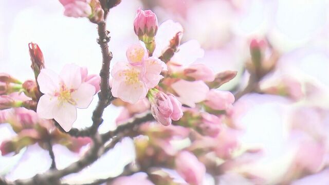 札幌と函館で平年より早いサクラの開花宣言　急速に桜前線北上「札幌のお花見はGW前半あたりおすすめ」 サムネイル