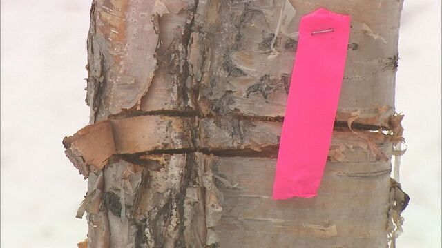 「やるせない」上富良野町「吹上露天の湯」閉鎖　敷地内の樹木に切り込み跡　利用者への倒木の可能性で サムネイル