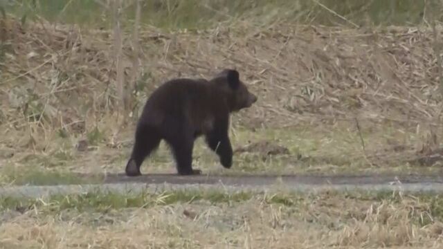 ハンターら　クマ１頭を駆除　親離れした若い個体　１８日から目撃相次いだ個体か　北海道・名寄市