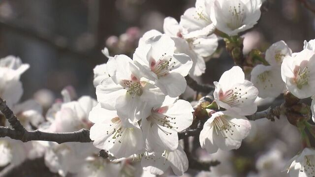 今は5分咲き…170本の千島桜　寒地土木研究所が構内を一般開放　札幌市豊平区 サムネイル