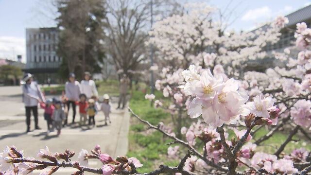 桜前線　平年より9日早く帯広到達　札幌では寒地研の千島桜が五分咲き　函館・五稜郭公園では満開見頃 サムネイル
