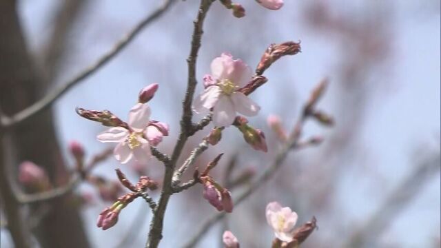 桜前線・道北に到達　旭川市で開花観測　平年より10日早く史上2番目に早い開花　見頃はGWのはじめごろ サムネイル