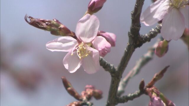 「週末ぐらいには見頃」桜前線ついに道北到達　旭川市で平年より10日早く開花を観測　札幌では満開を発表 サムネイル