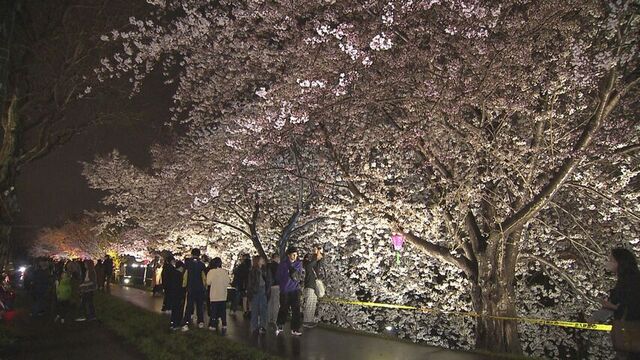 満開を迎えた札幌で夜桜ライトアップイベント　10km超の桜並木が光で彩られ　札幌・北区「新川通沿い」 サムネイル