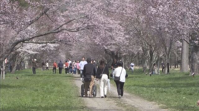 28日からの「しずない桜まつり」を前に二十間道路桜並木の桜が満開　北海道新ひだか町 サムネイル
