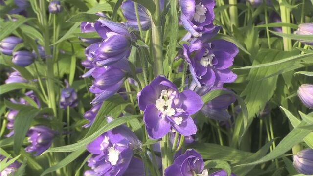 デルフィニウム出荷盛ん　暑さに強い紫色の品種を試験的に栽培　北海道新ひだか町 サムネイル