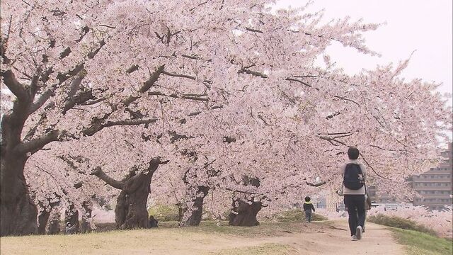 GWの北海道は桜が見頃　各所でお花見楽しむ姿も　新ひだか町　札幌・中央区　五稜郭公園　などなど サムネイル