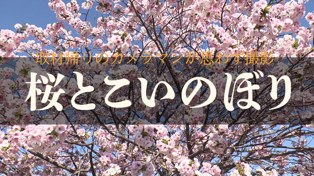 【癒し】取材帰りのカメラマンが思わず撮影した桜とこいのぼり　札幌・手稲区 サムネイル