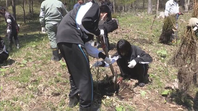 中学生らがスコップを手に植樹　250本のカラマツ　北海道・平取町 サムネイル
