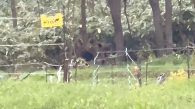 住宅から100ｍ離れた林にクマが…　“親子グマ3頭”か　近くの小学校では見守り登校　札幌市西区