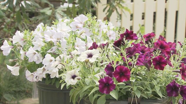 ガーデニングで人気の花「ペチュニア」…珍しい品種含め３０種類６０鉢が並ぶ展示会　札幌市百合が原公園
