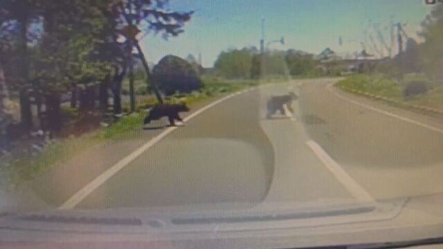 運転中に突然…枝幸町で4頭のクマが次々と道路横断　北海道内でクマの目撃相次ぐ　札幌市内でも