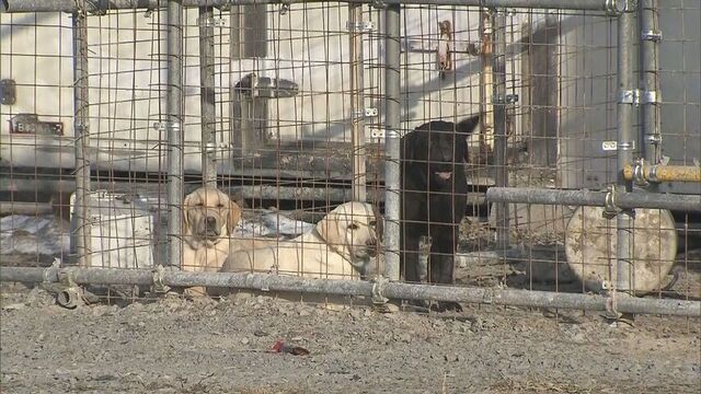 ピットブル脱走の繁殖施設に行政処分　約80匹の犬が無登録　鷹栖町 サムネイル