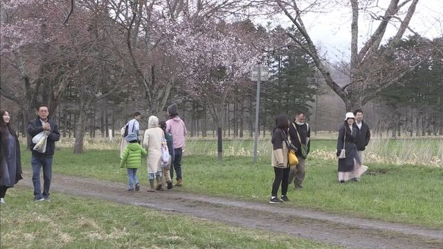 北海道新ひだか町「しずない桜まつり」の開催期間が3日間延長に　桜の見ごろが当初の予想より遅れ サムネイル