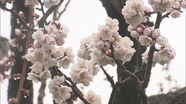 「雨のウメも悪くない…」冷雨の中ウメが開花　札幌・平岡公園　見ごろは5月4日～7日ごろ　 サムネイル