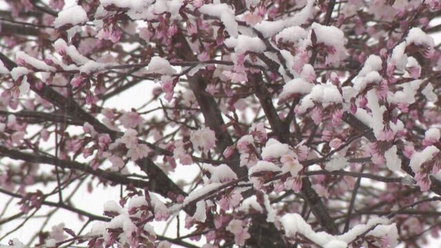寒さが影響？梅の名所も来園者が10分の1以下に…北海道内GWに各地で季節が冬に逆戻り　冷え込みや降雪も サムネイル