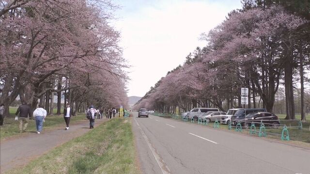 2千本の桜が織りなす絶景、二十間道路でエゾヤマザクラ満喫　桜まつりも延長　新ひだか町 サムネイル