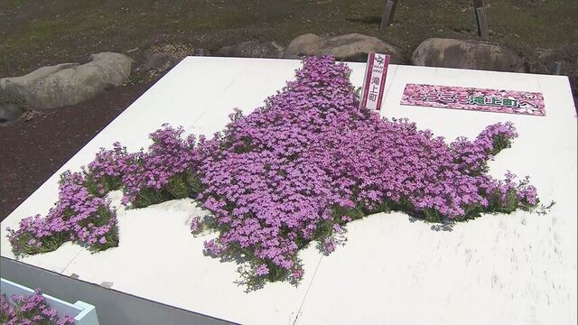 滝上町で２４．２℃　道内初の夏日予想　「芝ざくら」も徐々に開花‥