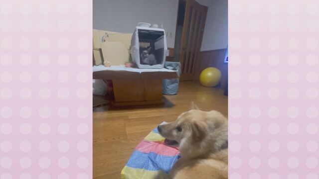 GWのすれ違い…久しぶりの再会で大喜びの北海道犬　大好きアピールにウサギの反応は？
