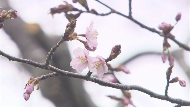 道東に春の訪れ！釧路で桜開花発表、平年より9日早く　これで気象台観測地点のうち開花未発表は網走のみ