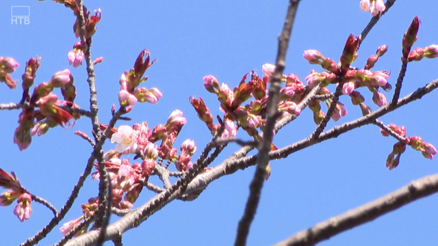 桜前線ついにゴール！ 網走で開花