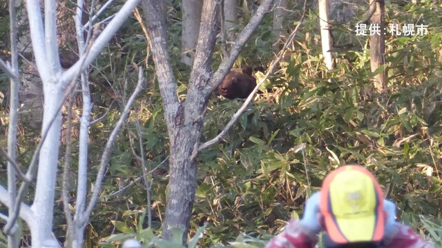 藤野の山林でクマ駆除　今シーズン初　シカ捕食後、逃走せず「問題個体」と判断　札幌市