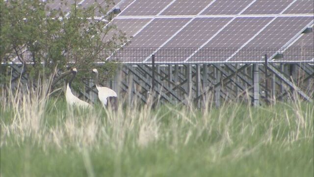 太陽光パネルのそばを歩くタンチョウ