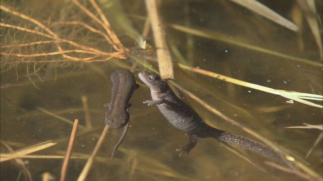 釧路湿原などの限られた地域に生息する、絶滅危惧種のキタサンショウウオ