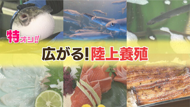 海の幸不漁に秘策！こんなところで高級魚が!?“広がる陸上養殖”そのメリット、味はいかに？ サムネイル
