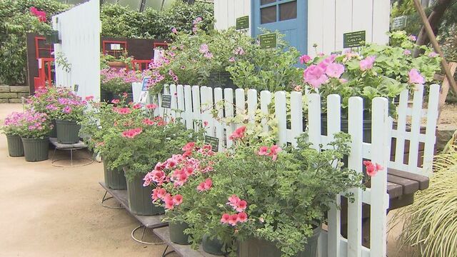 札幌・百合が原公園で「ゼラニウム展」　初夏の北海道の庭をイメージした展示など180鉢ならぶ サムネイル