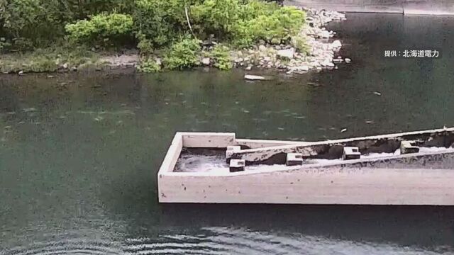 北電管理の取水堰でサクラマス大量死　約3900匹の死骸　魚道の開放遅れで酸欠死か　ふ化放流事業に影響は？