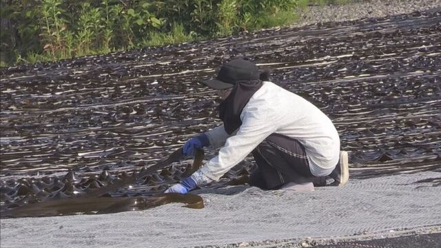 不漁だった去年から一転、今年は豊漁　日高の特産品、日高コンブ漁「コンブの長さもことしは長い」 サムネイル