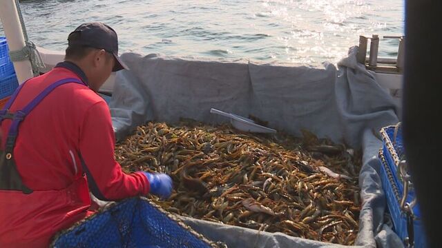 「去年より大きい」ゆでると”海のルビー”　ホッカイシマエビ漁はじまる・別海町尾岱沼 サムネイル
