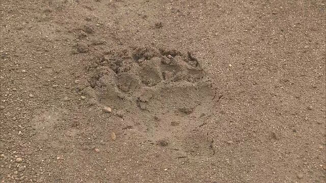 クマの足跡”くっきり”中学校グラウンドに　部活動中止し一斉下校　北海道・愛別町 サムネイル