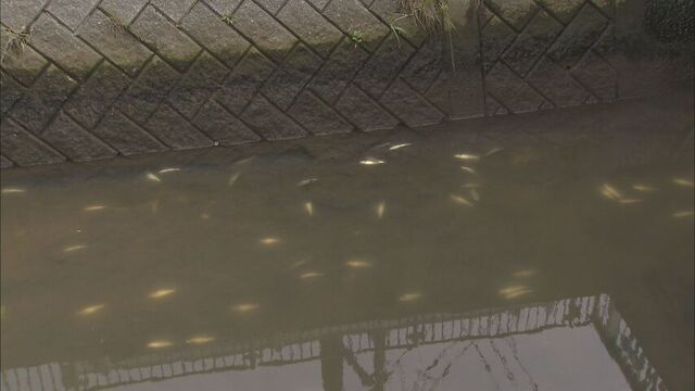 函館市の川で魚が大量死　水温は26℃　酸素濃度が低かった？　市が原因調査