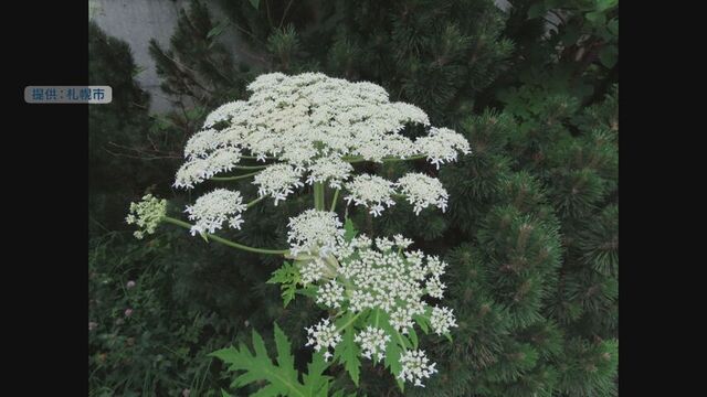 見つけても触らないで！　またバイカルハナウドとみられる植物が見つかる　札幌市が緊急点検 サムネイル