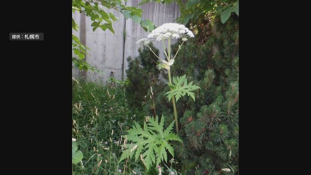 “最も危険な植物”バイカルハナウド 極めて似ている植物 札幌でまたみつかる「広がっていってる可能性も」 サムネイル