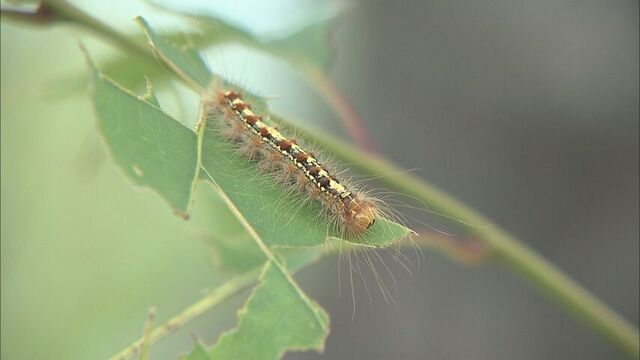 マイマイガの猛威ふたたび　旭川に幼虫が大量発生　虫嫌いの取材記者も恐怖のあまり・・　 サムネイル