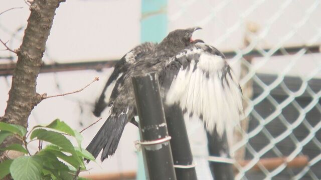 年に1度の報告例　羽の一部が白いカラス　札幌・南区の住宅街で見つかる　専門家「非常に珍しい」 サムネイル