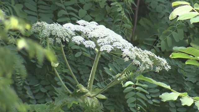 【速報】北大で見つかったバイカルハナウドとみられる植物「同定できず」　北大発表 サムネイル