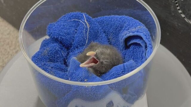 キタイワトビペンギンのヒナが誕生　札幌の水族館「AOAO SAPPORO」　  開業以来初の繁殖に成功 サムネイル