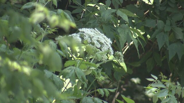 強毒性植物「バイカルハナウド」か？道内で相次ぐ通報…「ほとんどエゾニュウ」でも「むやみに触らないで」 サムネイル