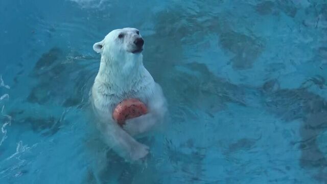 【中継】ホッキョクグマに”スイカアイス”　2日連続猛暑日の帯広　動物たちに束の間の「涼」 サムネイル
